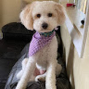 Meet your Posher, Molly